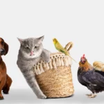 Races de chats les plus connues et appréciées au Maroc en 2026