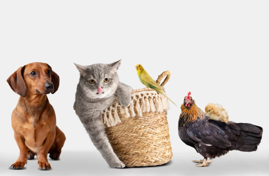 Races de chats les plus connues et appréciées au Maroc en 2026