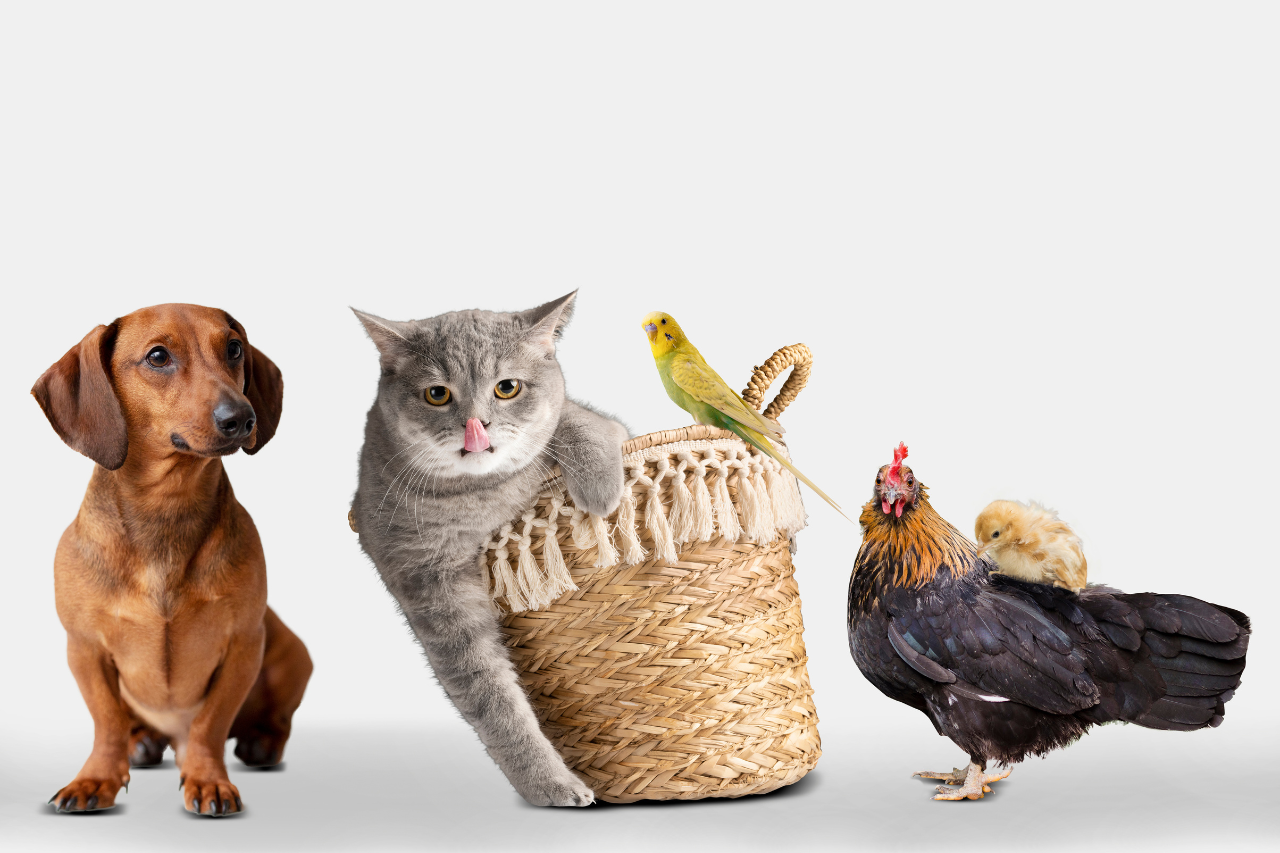 Races de chats les plus connues et appréciées au Maroc en 2026