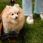 Spitz Poméranien : pourquoi cette race séduit autant au Maroc en 2026